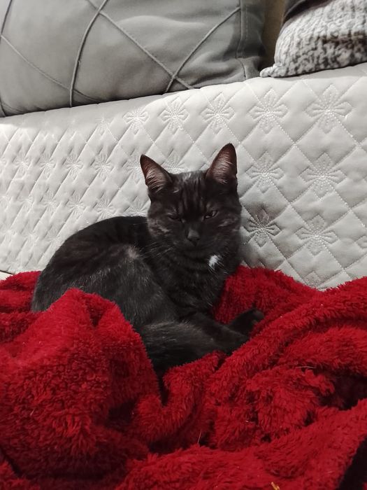 Отдам кота  в добрые руки