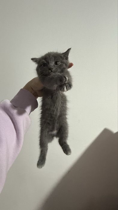 Отдам котят БЕСПЛАТНО