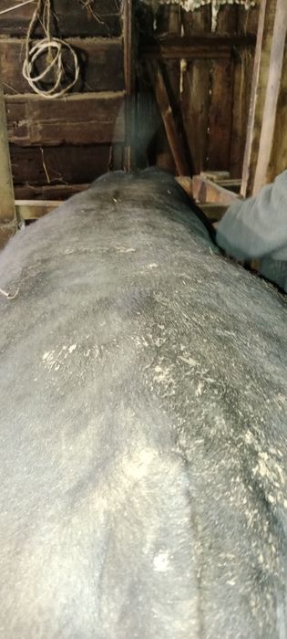 Продам бычков 2х летки с откорма