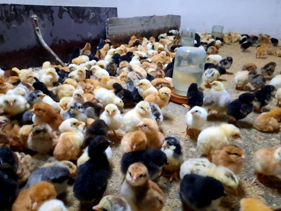 Есть цыплята ломан браун