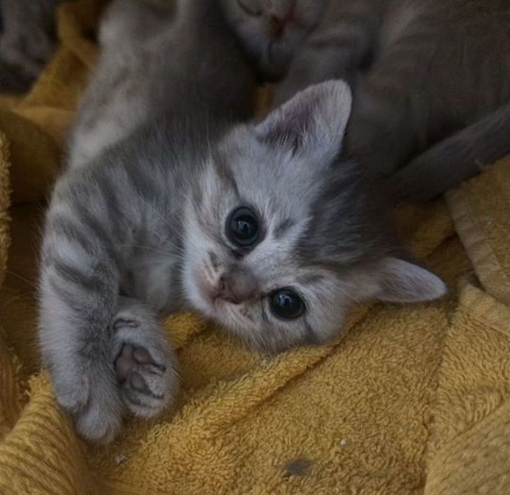 Ласковые и игривые котята мальчики и девлчуи, 1 мес