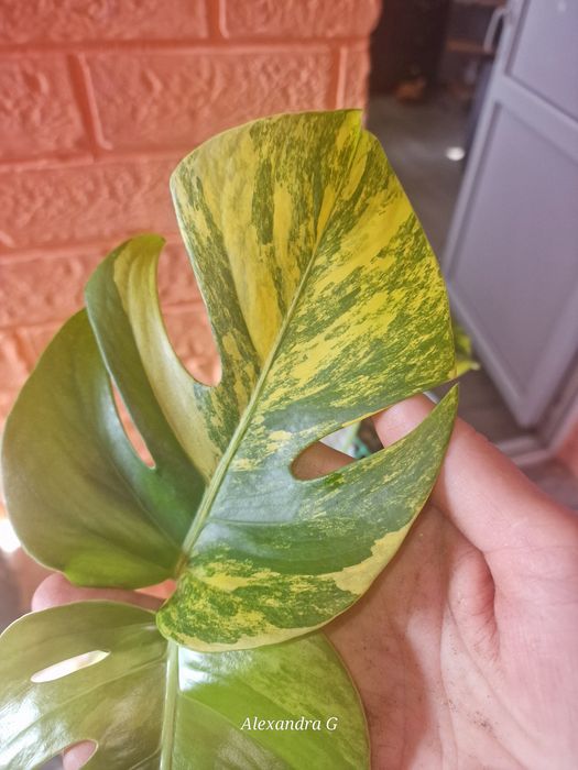 Монстеры три вида г.Абай