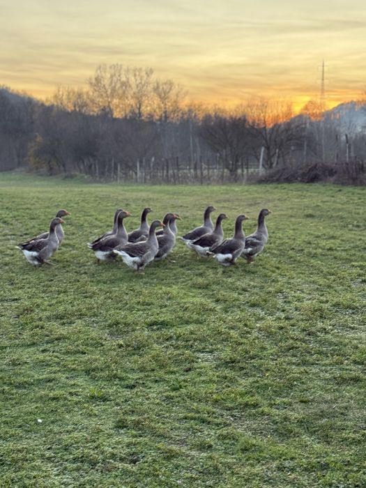 De vânzare gâște
