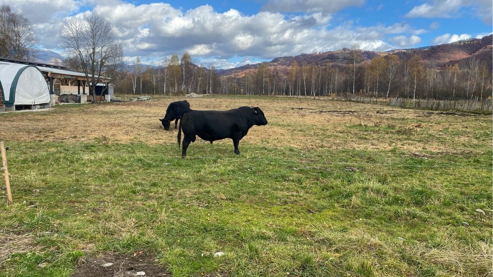 Angajam cioban , vacar la vaci angus.