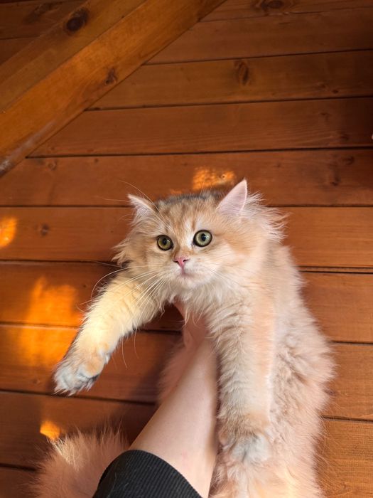 Британски котенца