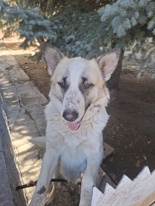 Собака отдам в хорошие руки