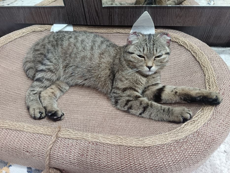 Отдам вислоухого котенка