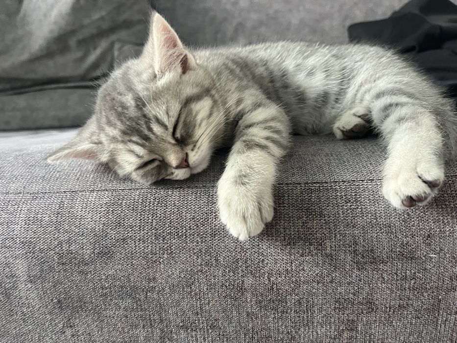 шотландские котята