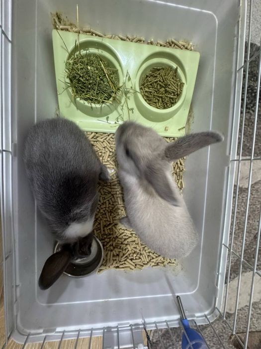 quyon zoti karlikiviy qafasi bilan sotiladi