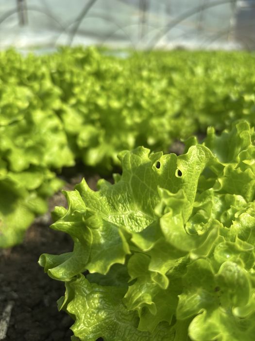 Свежа, зелена салата