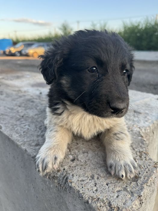 Щенки дворняшки бесплатно