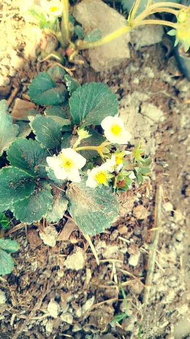 12 ой хосил берувчи кулупнай