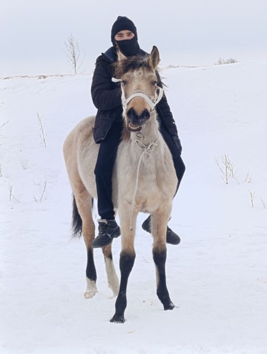 Продам жеребчика