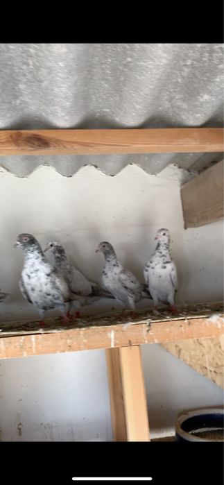 голуби мраморный 12 штук оптом