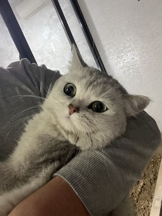 ВЯЗКА:Серебристая шиншила. Для спаривания