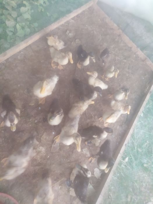 1 oylik ordak joʻjalari bor