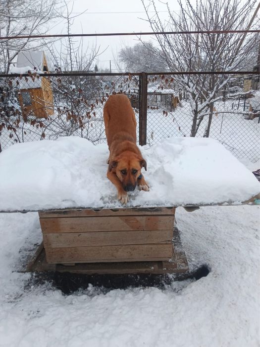 Собака ищет дом и хозяина