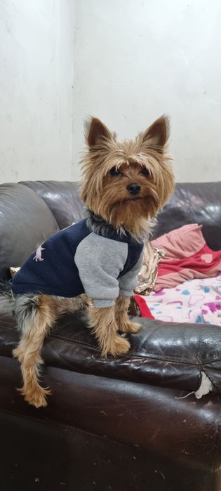 Вязка йорк мальчик