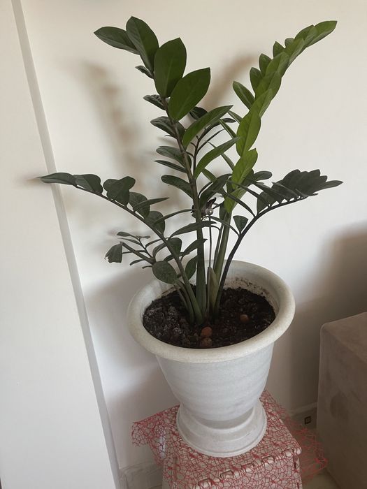 Цветы комнатные