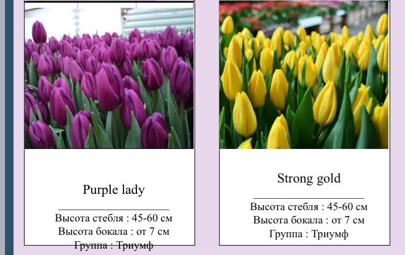 Самые красивые стройные Тюльпаны оптом к 8марта  .