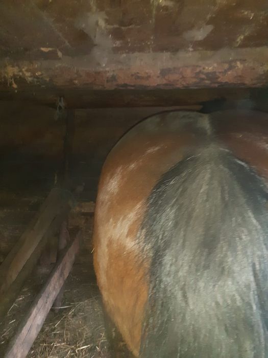 Vând mânz de 3 ani jumătate