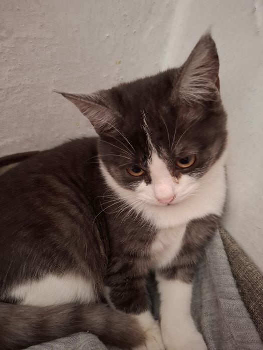 Кот кошка котенок