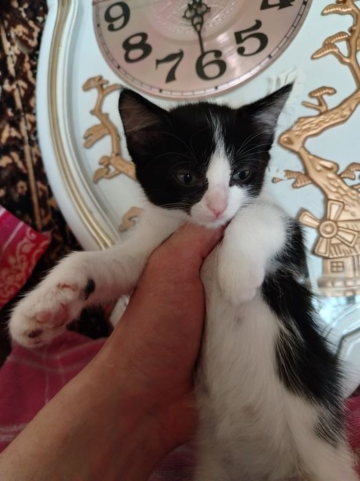 Отдам чудесных котят в добрые руки