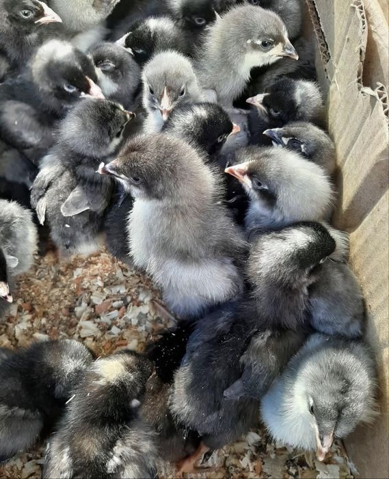 28 марта старт продаж цыплят