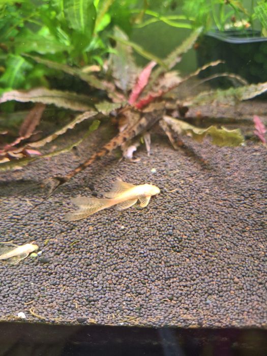 Анциструсы вуалевые