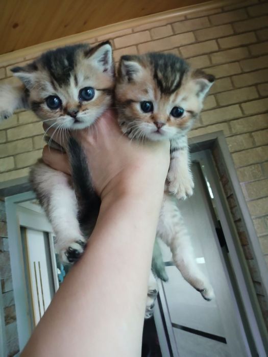 Продаю котенка страйтт