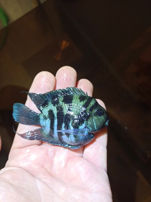 Продам сапфировых попугайчиков панда крупные 75.т.рыбка поменьше 50.т.