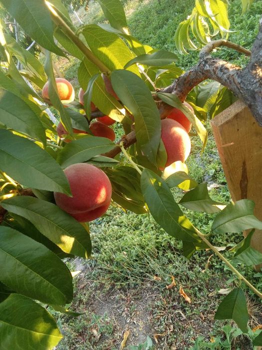 Продавам праскови