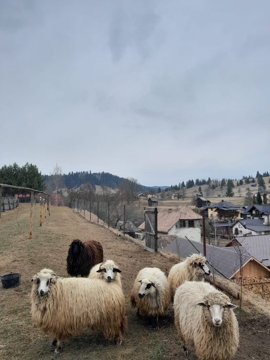 Vând 6 oi  ( citit descriera)