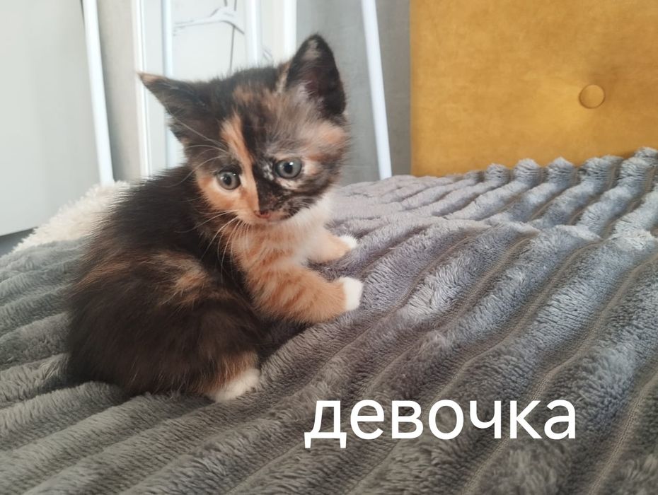 Красивая кошечка