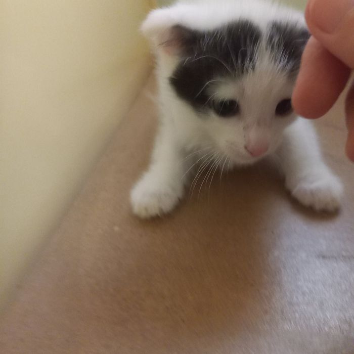 Вислоухий котёнок 1,2 мес мальчики