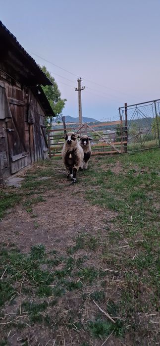Doua mielute din primăvară disponibile se dau și separat