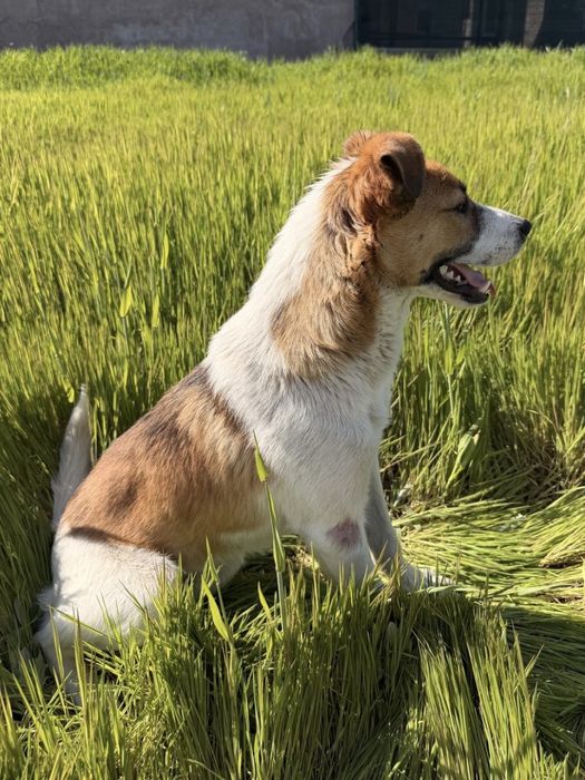 Metis Jack Russel Terrier 11 luni