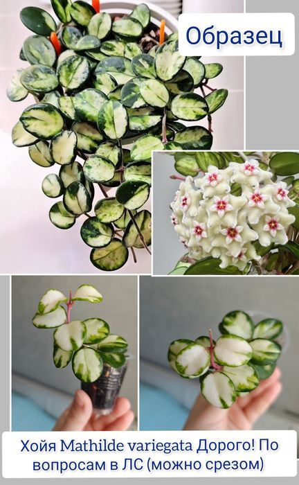 Хойи разные сорта комнатные цветы