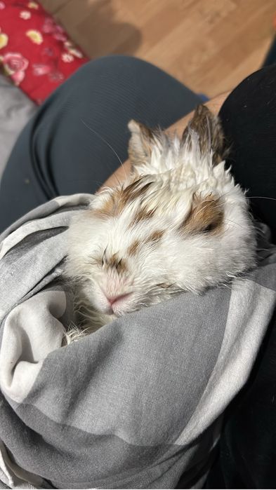 Кролик с едой с клеткой и тд