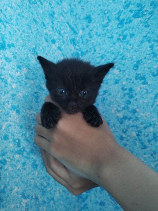 Mushuk sotiladi britanskiy ona bolalari bilan