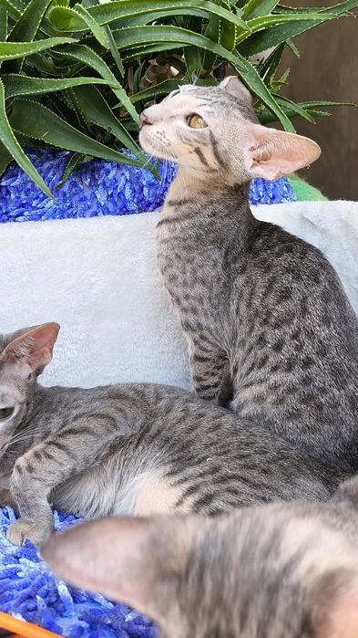 Очень Редкие ГОЛУБЫЕ ( леопардовые )  Ориенталы