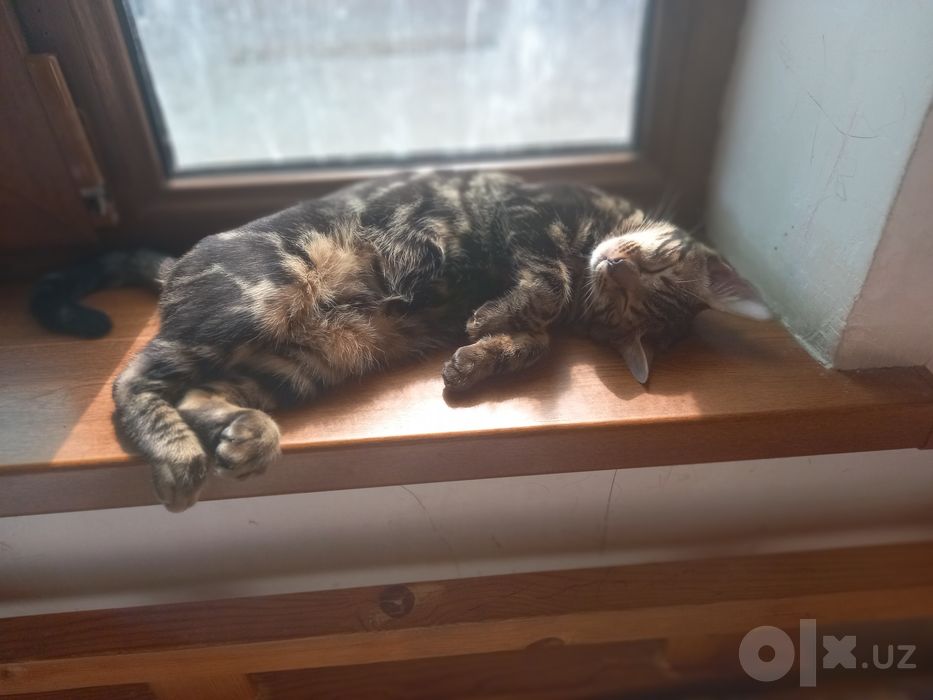 Bengalskiy mushuk