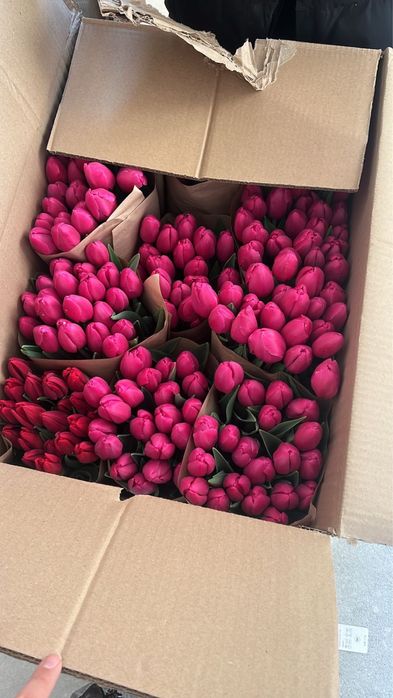 Тюльпаны оптом Астана