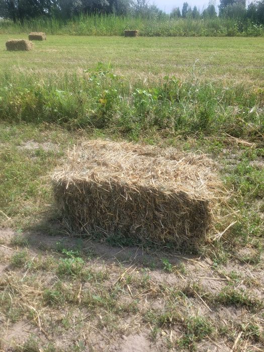 Жоңышқа 1 орым арпа арлас