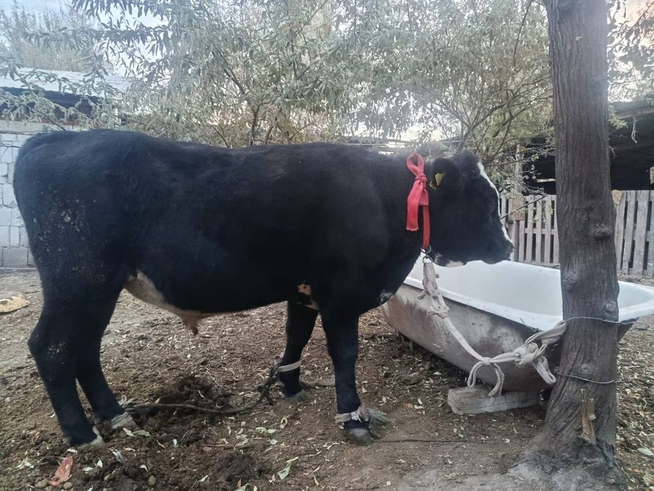 Бұқа 1,5 жасаарр