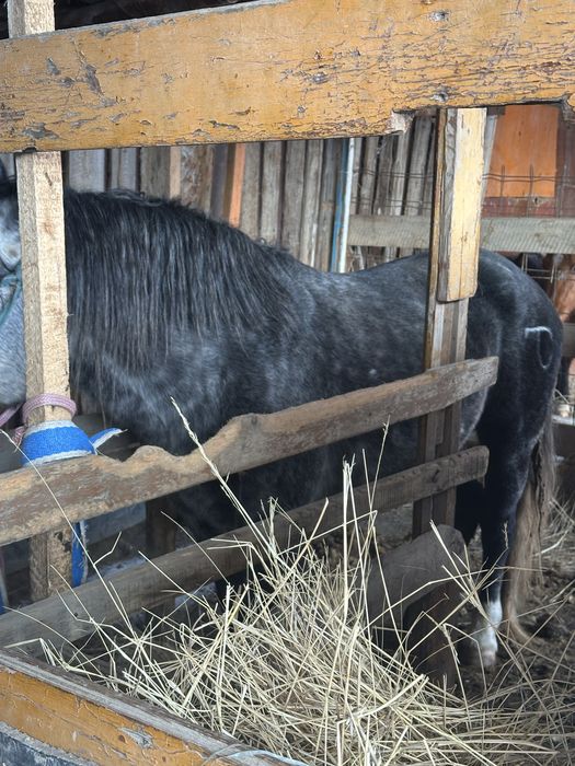 Продается Жеребец полутяж