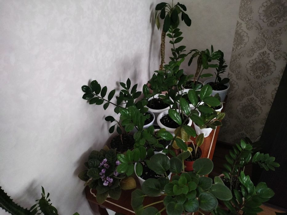 Продаю комнатные растения