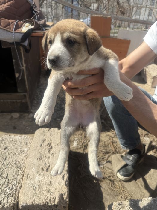 Күшік девочка барлыгы