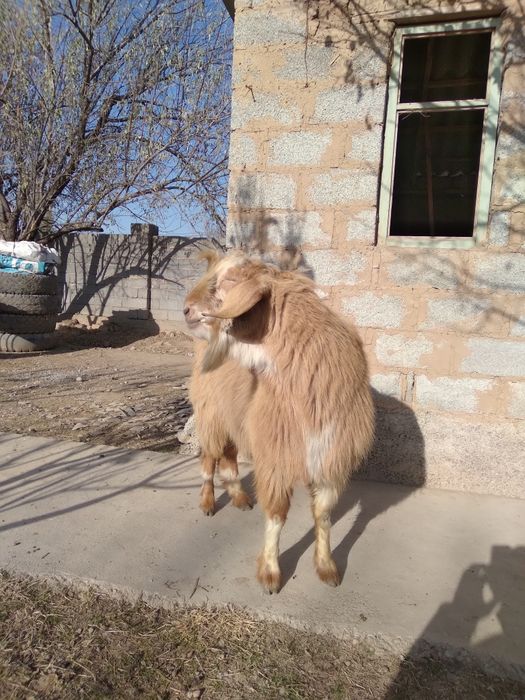 Ассалаумағалайкум теке көкпарға сатылады