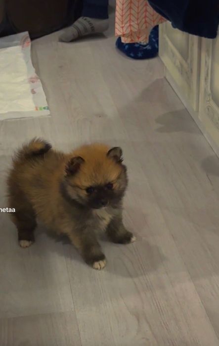 Мини померан на 2 масежс